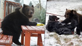 Žádné přejídání a lenošení. Medvídci Hugo a Bára chovatele Jaroslava Kani (55) z Veletic na Žatecku, který je cvičí pro fi lm a reklamu, ani na přelomu roku nezahálejí. Učí se sedět u stolu.