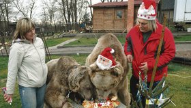 Medvědům vánoční menu náramně chutnalo