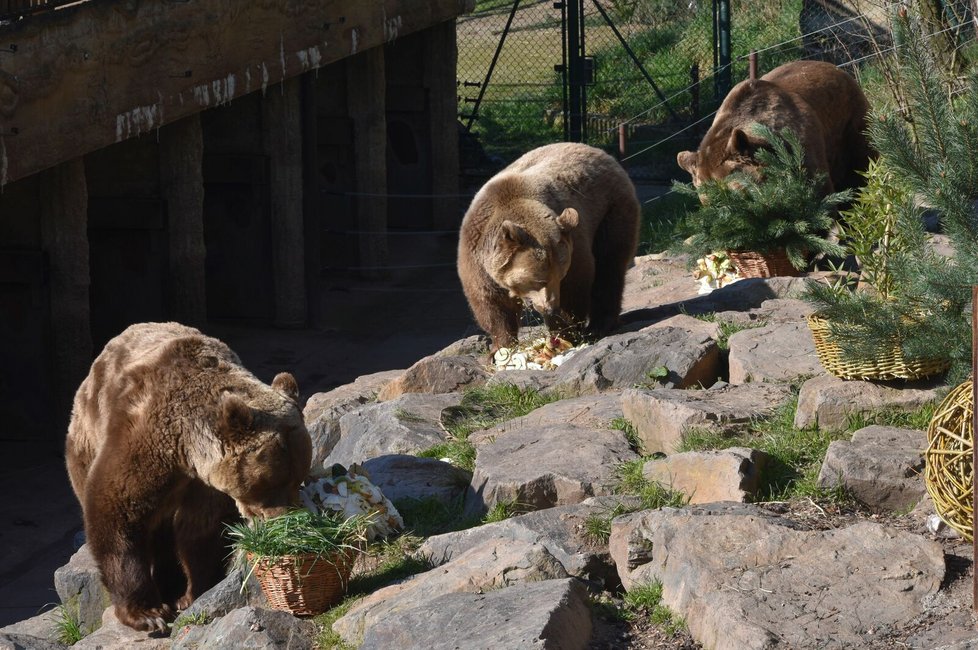Eliška (20), Honzík (20) a Miky (30), medvědi hnědí z plzeňské zoo, slavili narozeniny.