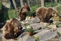 Medvědi Eliška, Honzík a Miky slavili kulatiny: Místo dortů jen lesní pochutiny