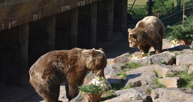 Eliška (20), Honzík (20) a Miky (30), medvědi hnědí z plzeňské zoo, slavili narozeniny.