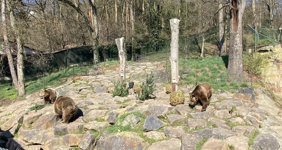 Eliška (20), Honzík (20) a Miky (30), medvědi hnědí z plzeňské zoo, slavili narozeniny.