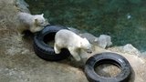 Bolek Polívka pokřtil lední medvědy