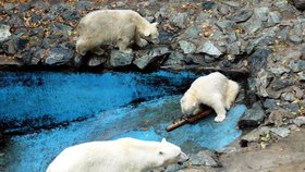 Lední medvědice Cora přivedla na svět před pěti roky slavné brášky Billa a Toma (vpravo), kteří se v říjnu 2008 měli ve výběhu čile k světu.