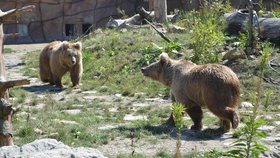 Rarita v Česku: Vzácné medvědice Gul a Zuchro poprvé v novém domově