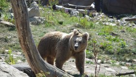 Medvědi budí u obyvatel Tater respekt a strach.
