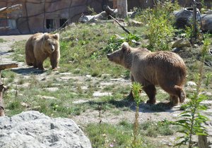 První kroky medvědic byly rychlé, pak už se pozvolna procházely v novém výběhu.