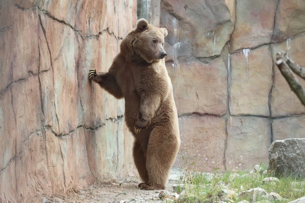 Altaj je statný medvědí krasavec s dlouhými drápy. Svých partnerek už se nemůže dočkat.