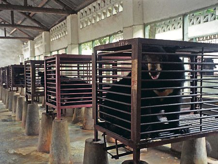 Medvědi jsou na čínských farmách drženi v malých klecích