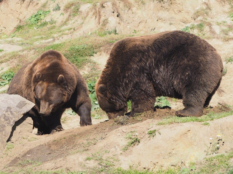 Hnědý medvěd (Ilustrační foto)