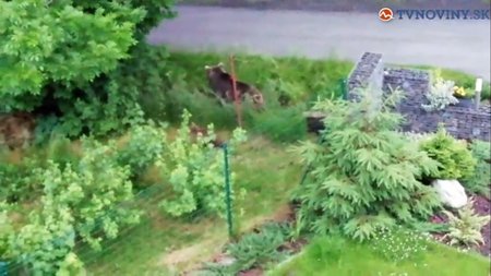 Slovenskou rodinu probudily podivné zvuky: Na zahradě byla medvíďata.