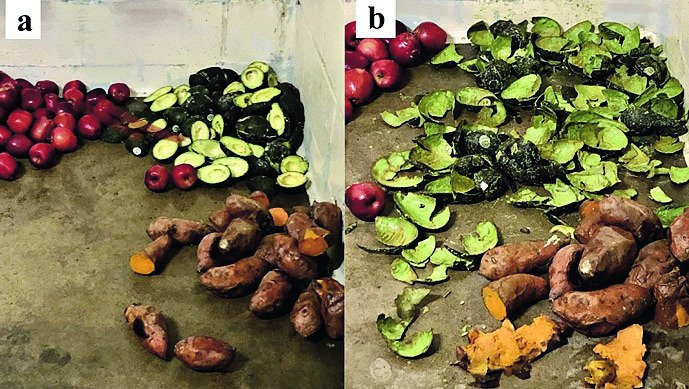 Nahoře ukázka potravy, kterou vědci nabízeli medvědům pyskatým, dole výsledek – vyjedené avokádo, nakousané batáty a netknutá jablka