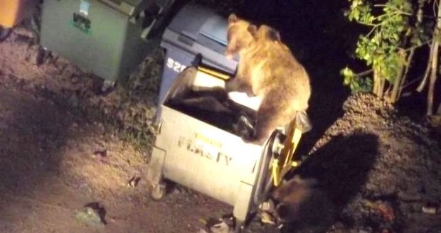 Medvědi děsí obyvatele Tater! Do popelnic si chodí jako do sámošky