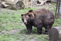 Smutek v berounské zoo: Chaloupkovi medvědi hledají mrtvého brášku Vojtu