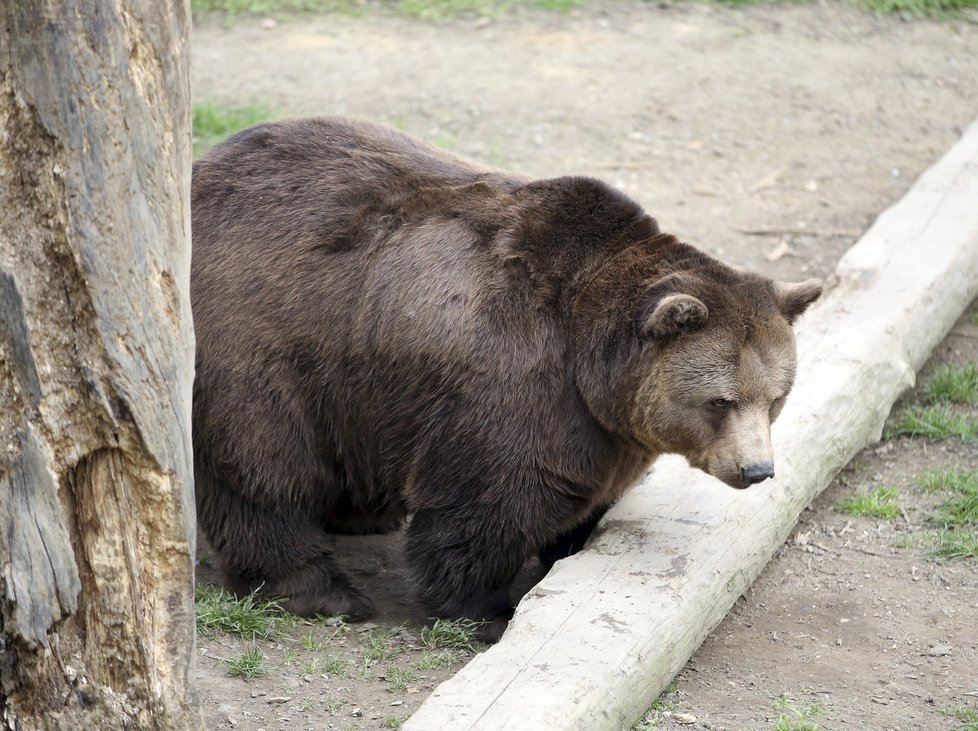 Chaloupkovi medvědi hledají mrtvého brášku Vojtu.