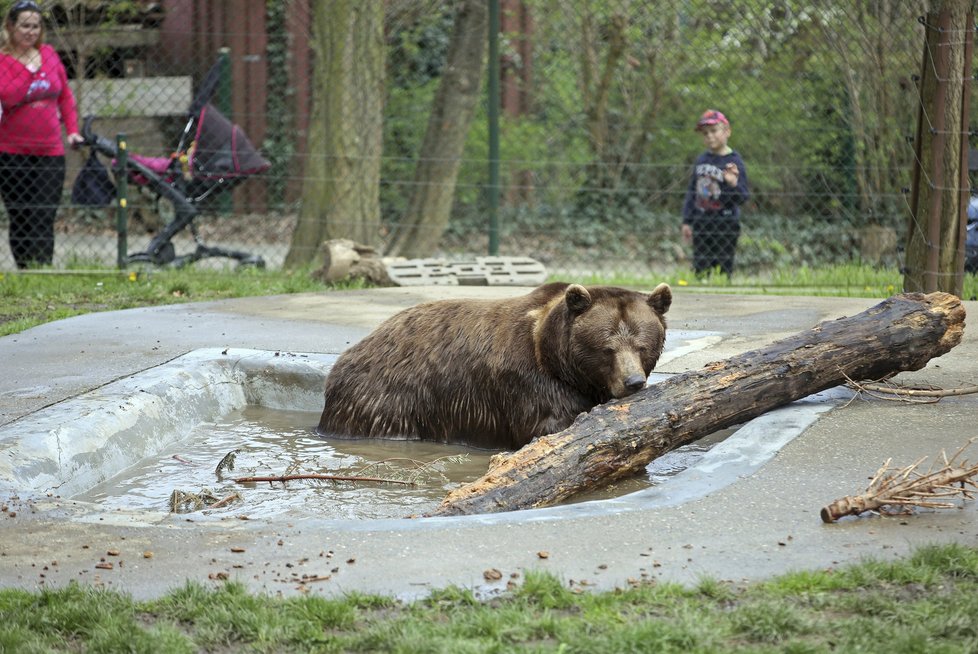 Chaloupkovi medvědi hledají mrtvého brášku Vojtu.