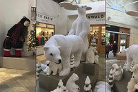 Souložící medvědi šokovali zákazníky na vánočních nákupech: Třetí na ně zvědavě civěl