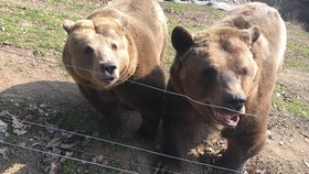 Buzení medvědů ze ziního spánku v plzeňské zoo. 