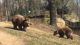 Buzení medvědů ze zimního spánku v plzeňské zoo (ilustrační foto)