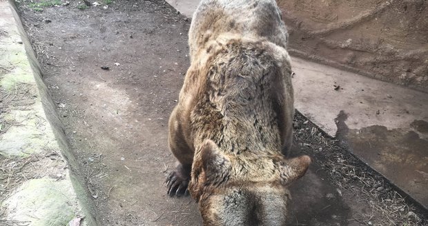 Medvěd Pišta předloni při buzení medvědů ze ziního spánku v plzeňské zoo.