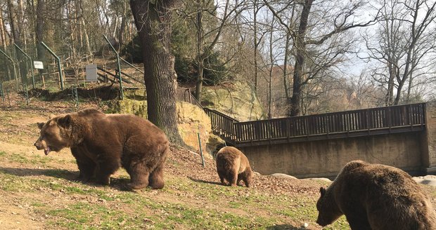 Čtyři šelmy na útěku? Medvědi v chomutovské zoo se podhrabali pod plotem