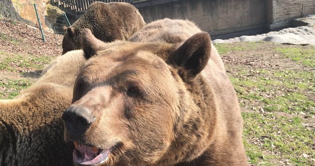 Buzení medvědů ze zimního spánku v plzeňské zoo