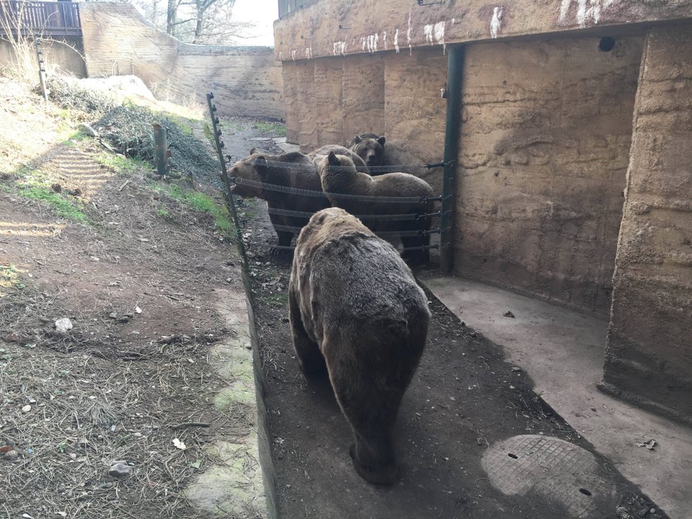 Buzení medvědů ze zimního spánku v plzeňské zoo.