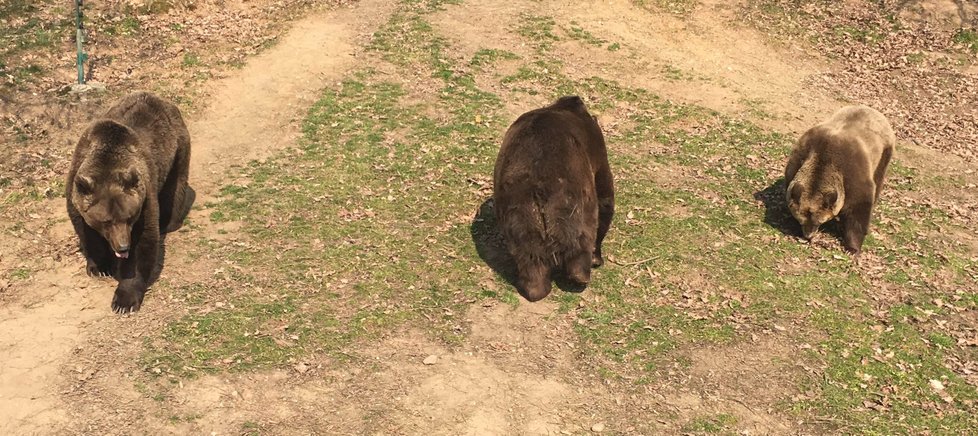 Buzení medvědů ze zimního spánku v plzeňské zoo