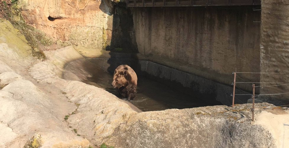 Buzení medvědů ze zimního spánku v plzeňské zoo.