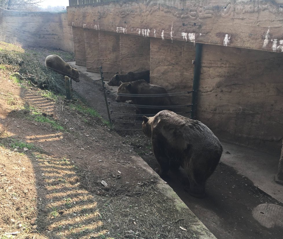 Buzení medvědů ze zimního spánku v plzeňské zoo