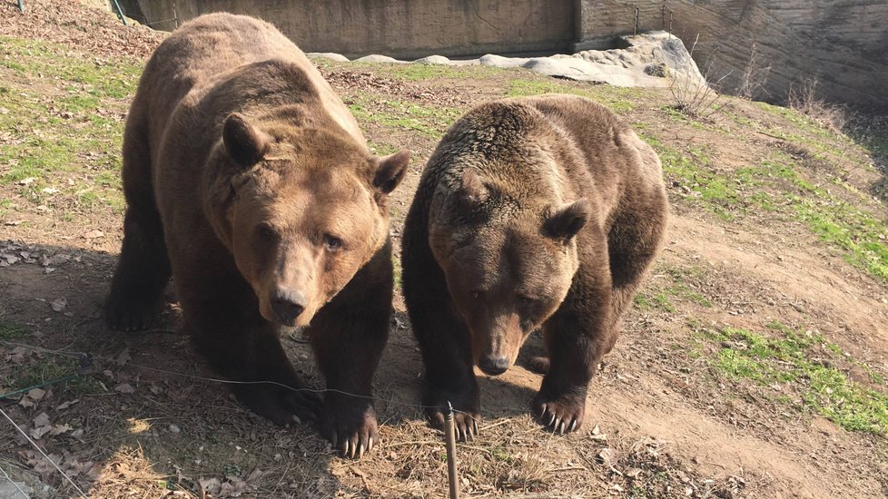 Buzení medvědů ze zimního spánku v plzeňské zoo.