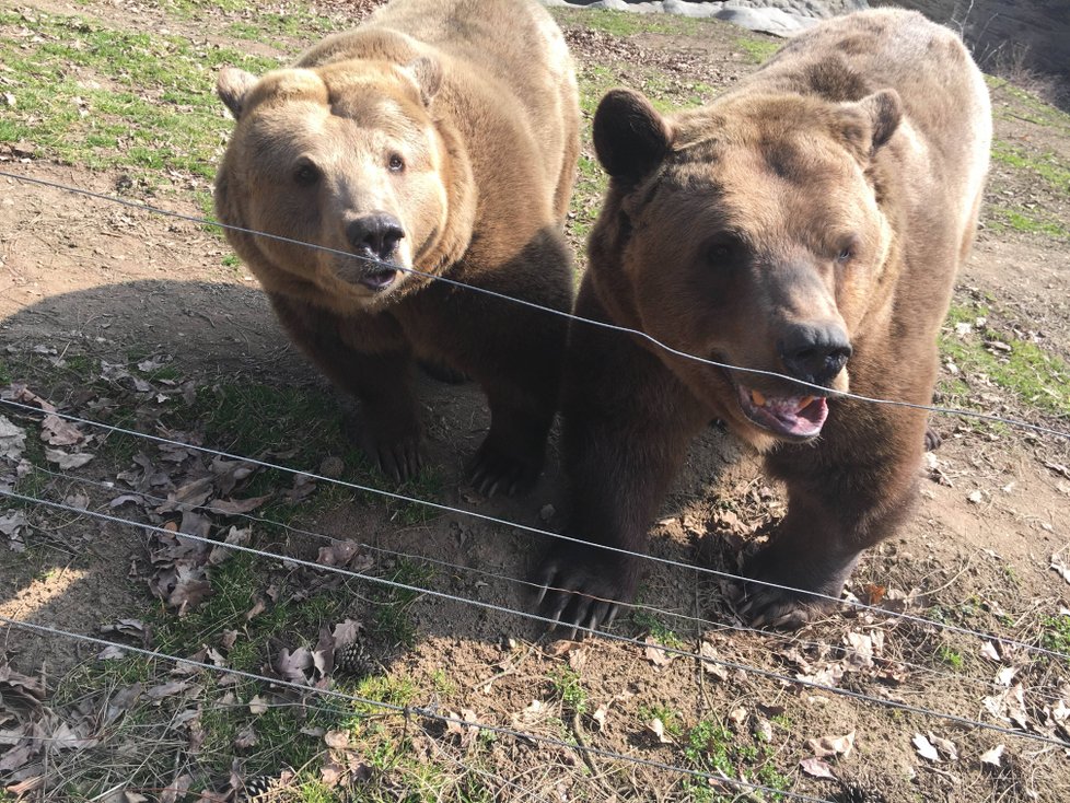 Buzení medvědů ze zimního spánku v plzeňské zoo.