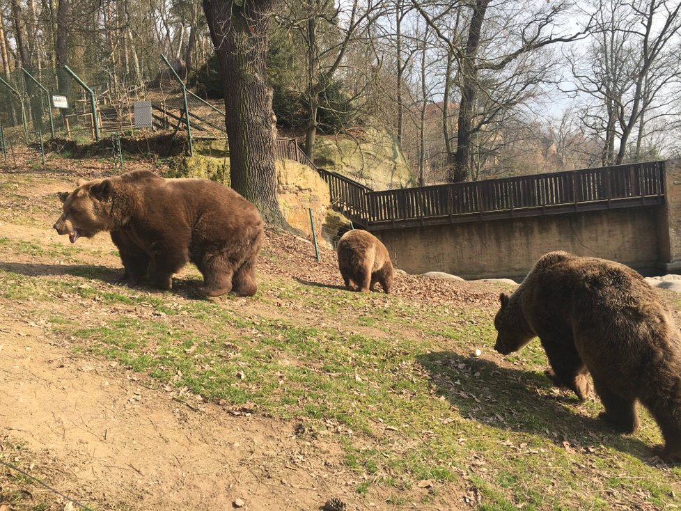 Buzení medvědů ze zimního spánku v plzeňské zoo.