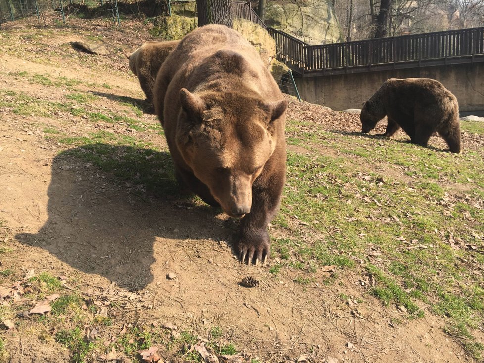 Buzení medvědů ze zimního spánku v plzeňské zoo.