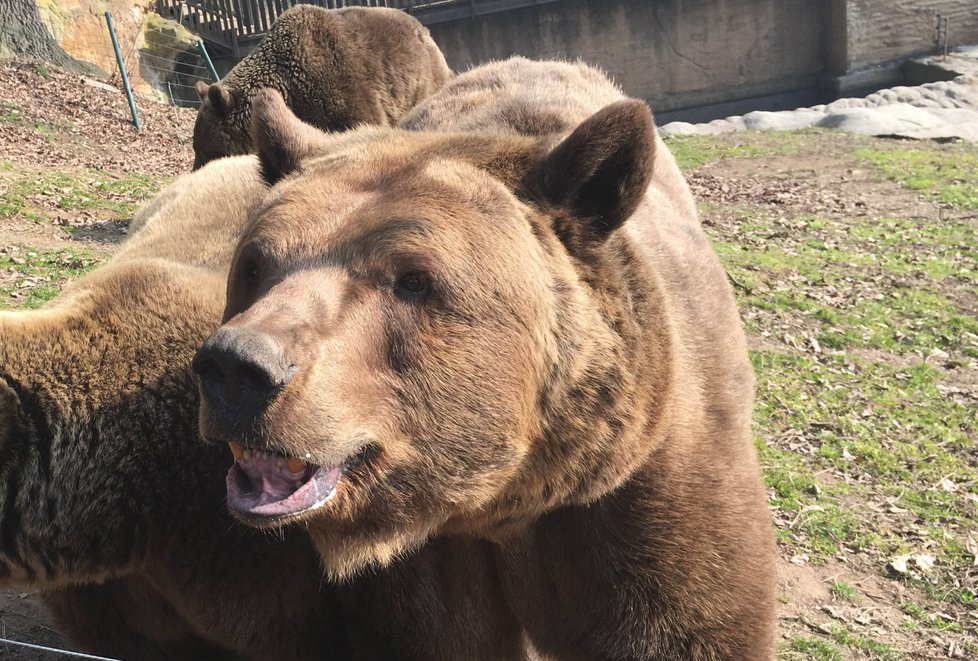 Buzení medvědů ze ziního spánku v plzeňské zoo.