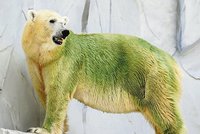 Japonskou zoo straší zelení lední medvědi