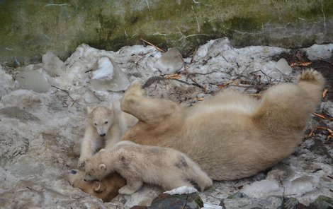 Lední medvídci z brněnské zoo jsou kluk a holka. Máma Cora tak má první pokračovatelku rodu slavných matek.