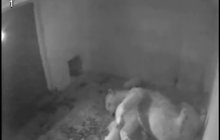 VIDEO! Lední medvíďata v brněnské zoo: Matka má plné tlapy práce!