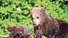 Odhaduje se, že v této balkánské zemi nyní žije více než 6000 medvědů hnědých.
