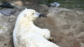 Medvědice Cora se opět stala maminkou. Narodilo se jí zřejmě ale jen jedno medvídě