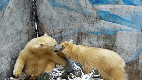 Lední medvídci, vpravo špindíra Tom, vlevo milovník vody Bill, před únorovým odjezdem z brněnské zoo