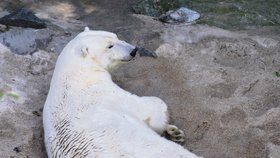 Medvědice Cora z brněnské zoo by měla začátkem prosince přivést na svět další medvíďata. Samice nabírá na váze a nejraději odpočívá v písku u bazénu.