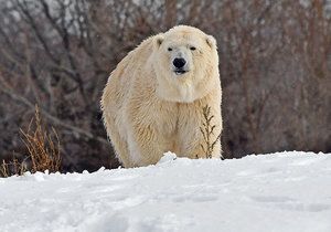 Tragická ztráta pro zoo: Medvědici Ananu zabil samec Nuka,  když s ní pokusil pářit!