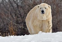 Tragická ztráta pro zoo: Medvědici Ananu zabil samec Nuka, když se s ní pokusil pářit!