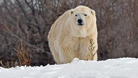 Tragická ztráta pro zoo: Medvědici Ananu zabil samec Nuka, když se s ní pokusil pářit!