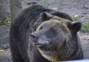 Obávaný medvěd poprvé zaútočil! Při obchůzce lesa napadl myslivce a potrhal ho (ilustrační foto)
