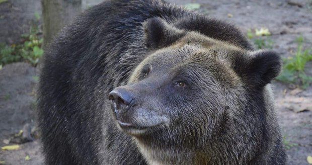 Obávaný medvěd poprvé zaútočil! Při obchůzce lesa napadl myslivce a potrhal ho (ilustrační foto)