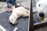 Hladové medvědici na Sibiři uvízla v tlamě plechovka: Zoufalé zvíře přišlo pro pomoc za lidmi