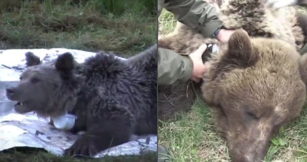 Medvědici dusil těsný obojek: Z trápení ji vysvobodili až pytláci kulkou