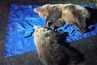 Ochranáři v Tatrách zmasakrovali medvědici s mládětem: Rodinka prý ohrožovala lidi